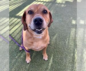 Basset Hound-Unknown Mix Dogs for adoption in Las Vegas, NV, USA