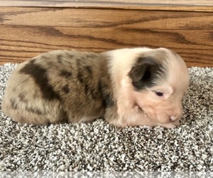 Australian Shepherd Puppy for sale in LODA, IL, USA