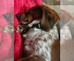 Small Photo #1 Schweenie Puppy For Sale in BOWLING GREEN, KY, USA