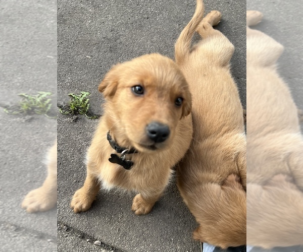 Medium Photo #8 Golden Irish Puppy For Sale in MOUNT PROSPECT, IL, USA