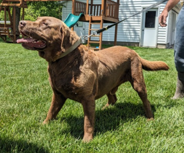 Medium Photo #1 Labrador Retriever Puppy For Sale in GOSHEN, IN, USA