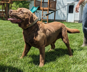 Father of the Labrador Retriever puppies born on 05/03/2025