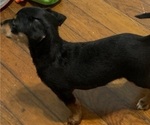 Small Photo #36 German Hunting Terrier-Lowchen Mix Puppy For Sale in HENRICO, VA, USA