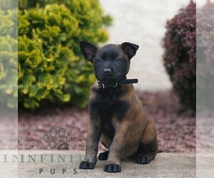 Belgian Malinois Puppy for sale in HONEY BROOK, PA, USA