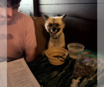 Small #2 Pomeranian Mix