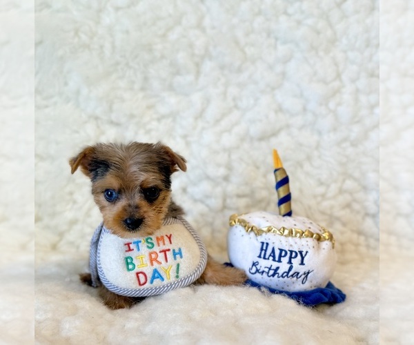 Medium Photo #7 Yorkshire Terrier Puppy For Sale in REDLANDS, CA, USA