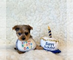 Small #6 Yorkshire Terrier