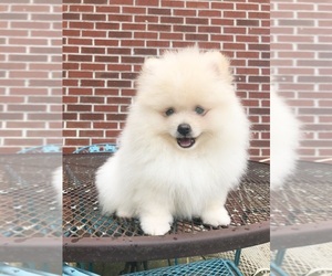 Pomeranian Puppy for Sale in DAWSONVILLE, Georgia USA