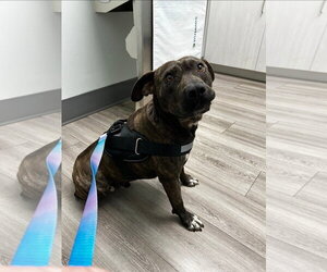 American Pit Bull Terrier-Unknown Mix Dogs for adoption in Albemarle, NC, USA