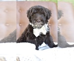Small #3 Portuguese Water Dog