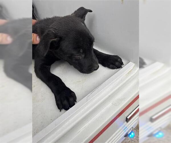 Medium Photo #1 German Shepherd Dog-Unknown Mix Puppy For Sale in Houston, TX, USA