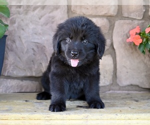 Newfoundland Puppy for sale in MILLERSBURG, OH, USA