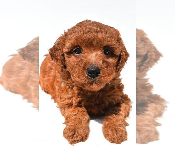 Medium Photo #37 Goldendoodle mix (+ Poodle Miniature) Puppy For Sale in DURHAM, CT, USA