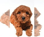 Small #36 Goldendoodle mix (+ Poodle Miniature)