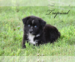 Small Photo #3 Australian Shepherd Puppy For Sale in EASTON, MO, USA