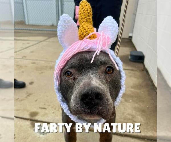 Medium Photo #1 American Pit Bull Terrier Puppy For Sale in Louisville, KY, USA