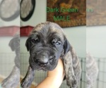 Small Photo #52 Daniff-Neapolitan Mastiff Mix Puppy For Sale in MONTEVIEW, ID, USA