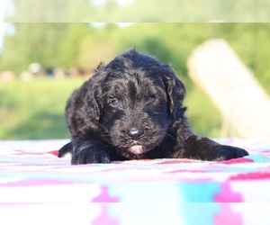 Goldendoodle Puppy for sale in UNION CITY, TN, USA