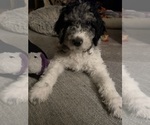 Litter of 10 - Male(s) and Female(s) Goldendoodle mix (+ Poodle Standard)Litter of Puppies for Sale - Photo #4