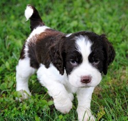 springer spaniel puppy for sale