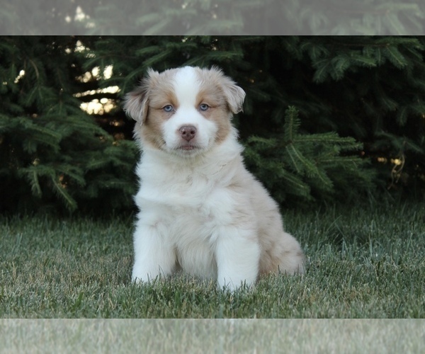 Medium Photo #5 Australian Shepherd Puppy For Sale in CARMEL, IN, USA