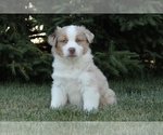 Small Photo #5 Australian Shepherd Puppy For Sale in CARMEL, IN, USA