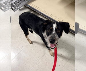 Border Collie-German Shorthaired Pointer Mix Dogs for adoption in Holly Springs, NC, USA
