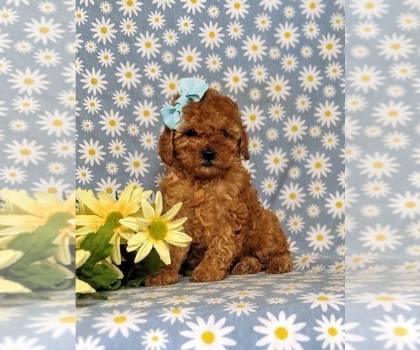 Medium Photo #6 Poodle (Toy) Puppy For Sale in NEW PROVIDENCE, PA, USA