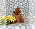 Small Photo #6 Poodle (Toy) Puppy For Sale in NEW PROVIDENCE, PA, USA