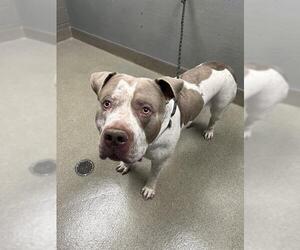 American Bulldog-Unknown Mix Dogs for adoption in Las Vegas, NV, USA