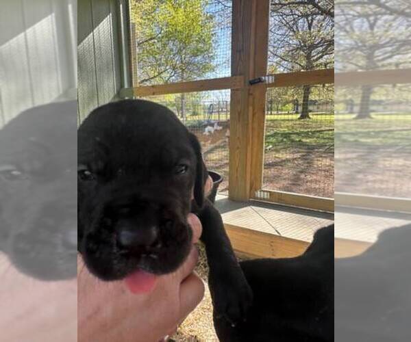 Medium Photo #4 Great Dane Puppy For Sale in CLAREMORE, OK, USA