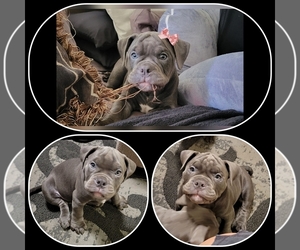 American Pit Bull Terrier Puppy for sale in CAMARILLO, CA, USA