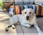 Small #1 Labrador Retriever