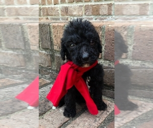 Goldendoodle-Poodle (Standard) Mix Puppy for sale in MORGANTOWN, KY, USA