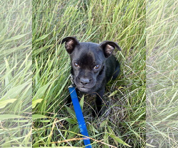 Medium Photo #2 Chug Puppy For Sale in San Diego, CA, USA