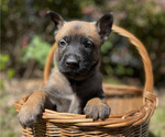 Small #1 Belgian Malinois