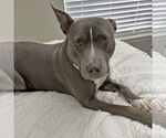 Small #1 American Pit Bull Terrier Mix