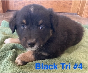 Australian Shepherd Puppy for sale in SURPRISE, NE, USA