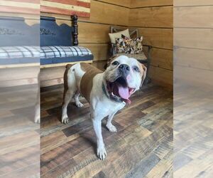 BD Terrier Dogs for adoption in Benton, PA, USA