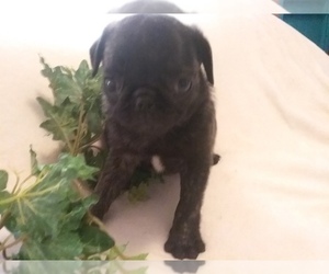 Buggs Puppy for sale in LAUREL, MS, USA