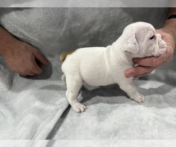 Medium Photo #23 English Bulldog Puppy For Sale in EVEREST, KS, USA