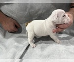 Small Photo #23 English Bulldog Puppy For Sale in EVEREST, KS, USA
