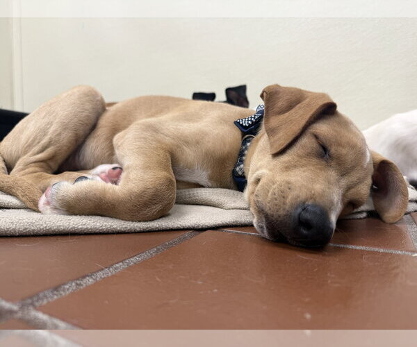Medium Photo #4 Labrador Retriever-Unknown Mix Puppy For Sale in Jefferson, NJ, USA