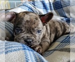 Small Photo #11 French Bulldog Puppy For Sale in PASCO, WA, USA