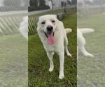 Small #1 Siberian Husky Mix