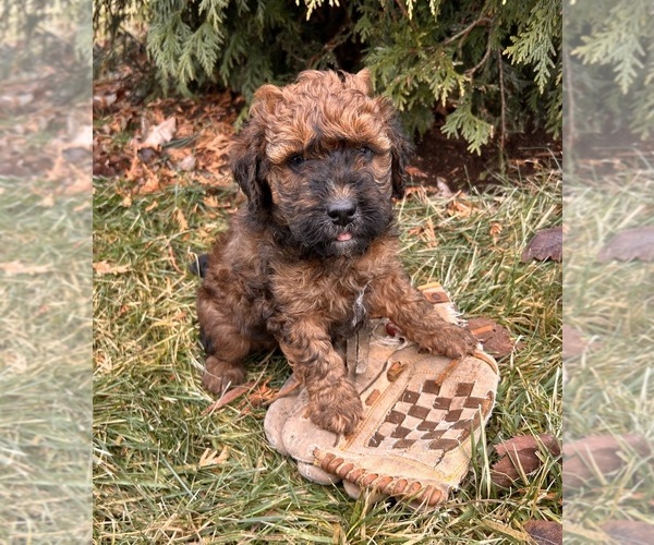 Medium Photo #4 Whoodle (Miniature) Puppy For Sale in MIDDLEBURY, IN, USA