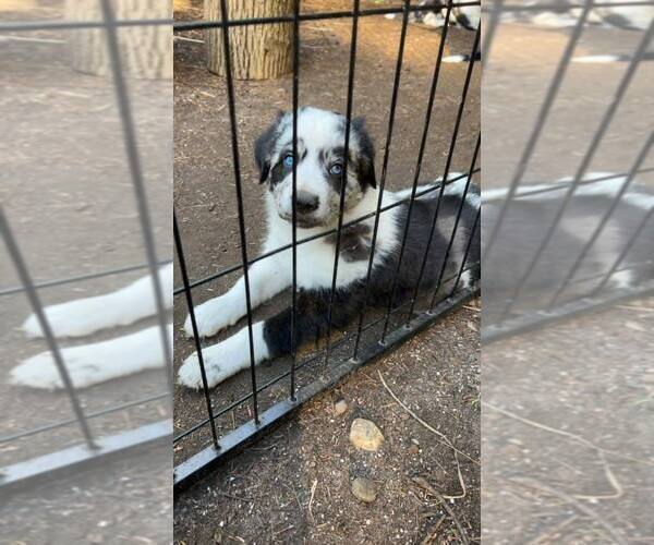 Medium Photo #3 Border-Aussie Puppy For Sale in MIDDLEBORO, MA, USA