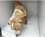 Small #1 Labrador Retriever Mix