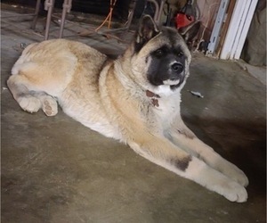 Father of the Akita puppies born on 10/01/2022