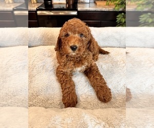 Goldendoodle (Miniature) Puppy for sale in GREENWOOD, IN, USA